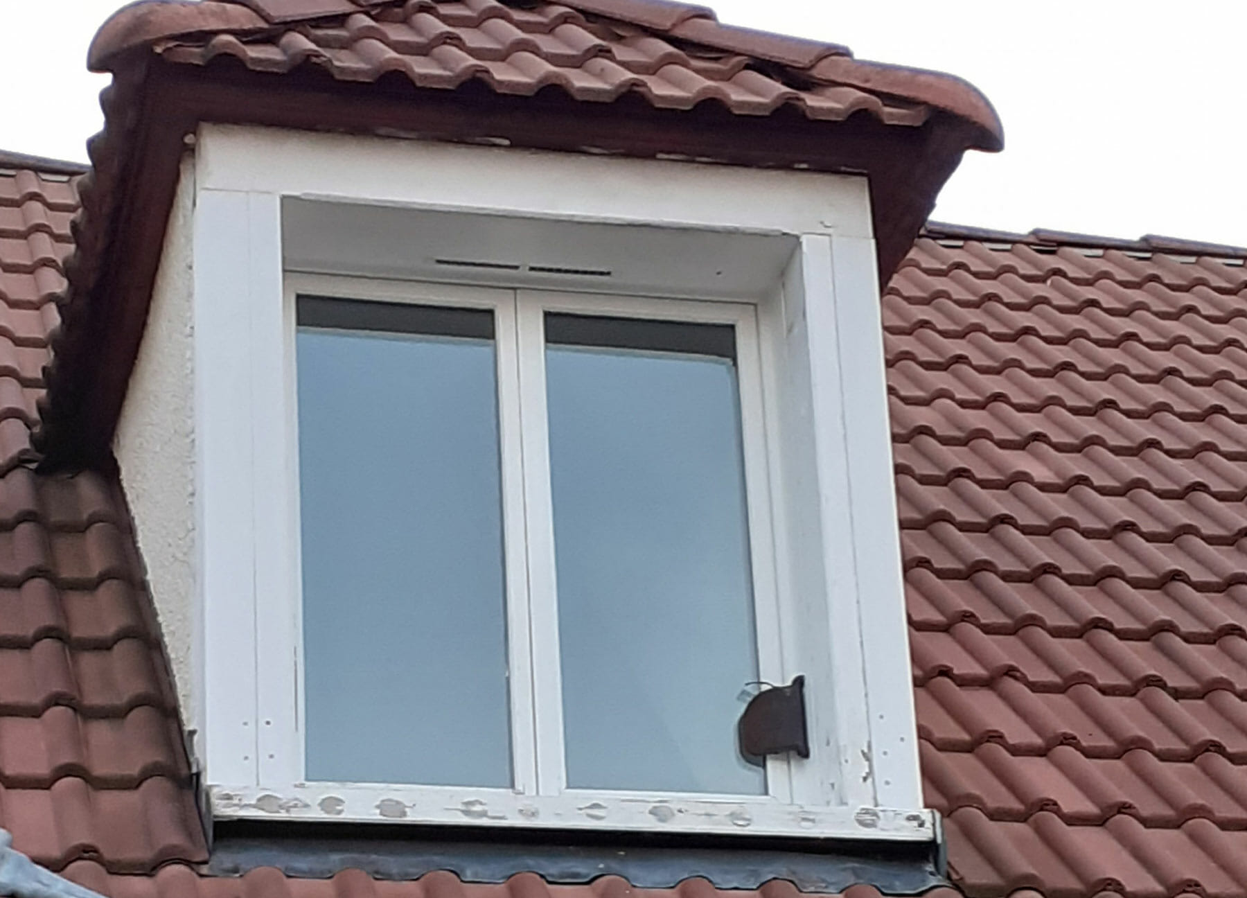 Fenêtre avec chien assis